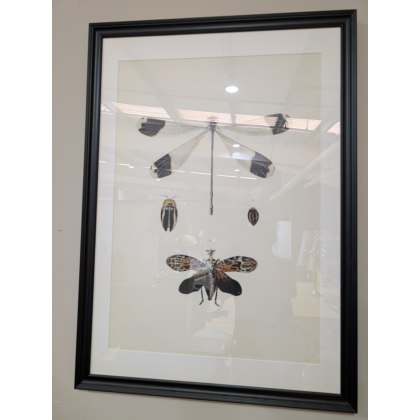 Picture - Libellula Picture - Libellula